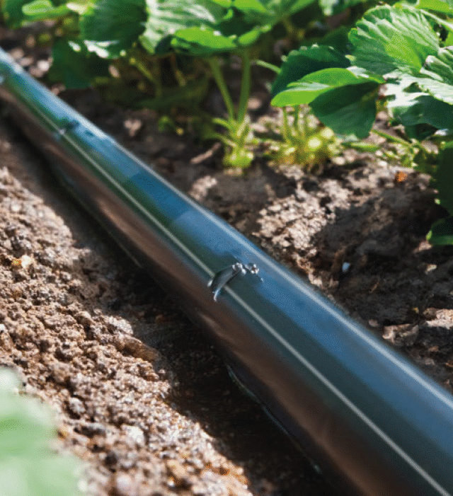 damlatıcı damlatıcı